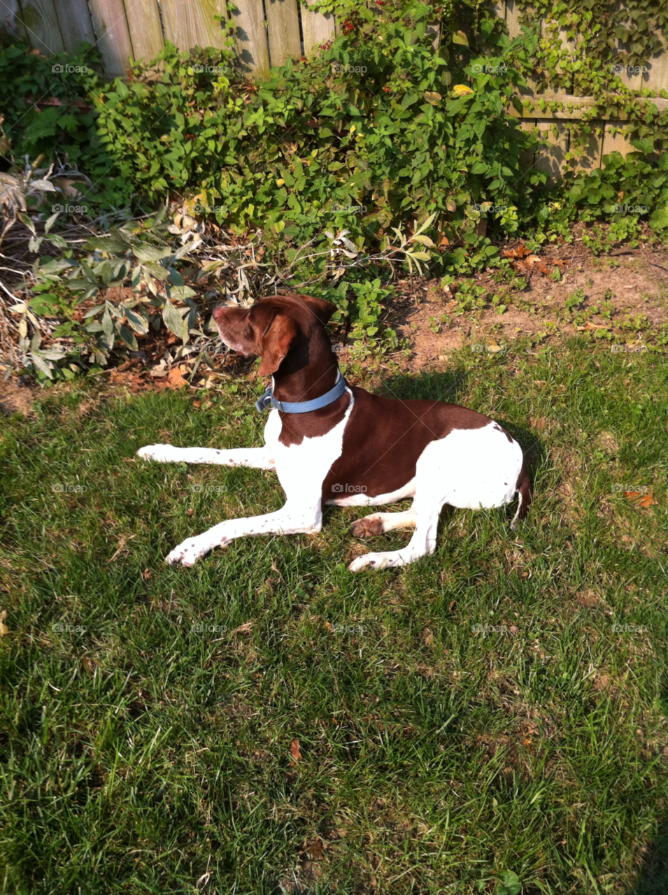 ben backyard pointer milwaukee by doug414