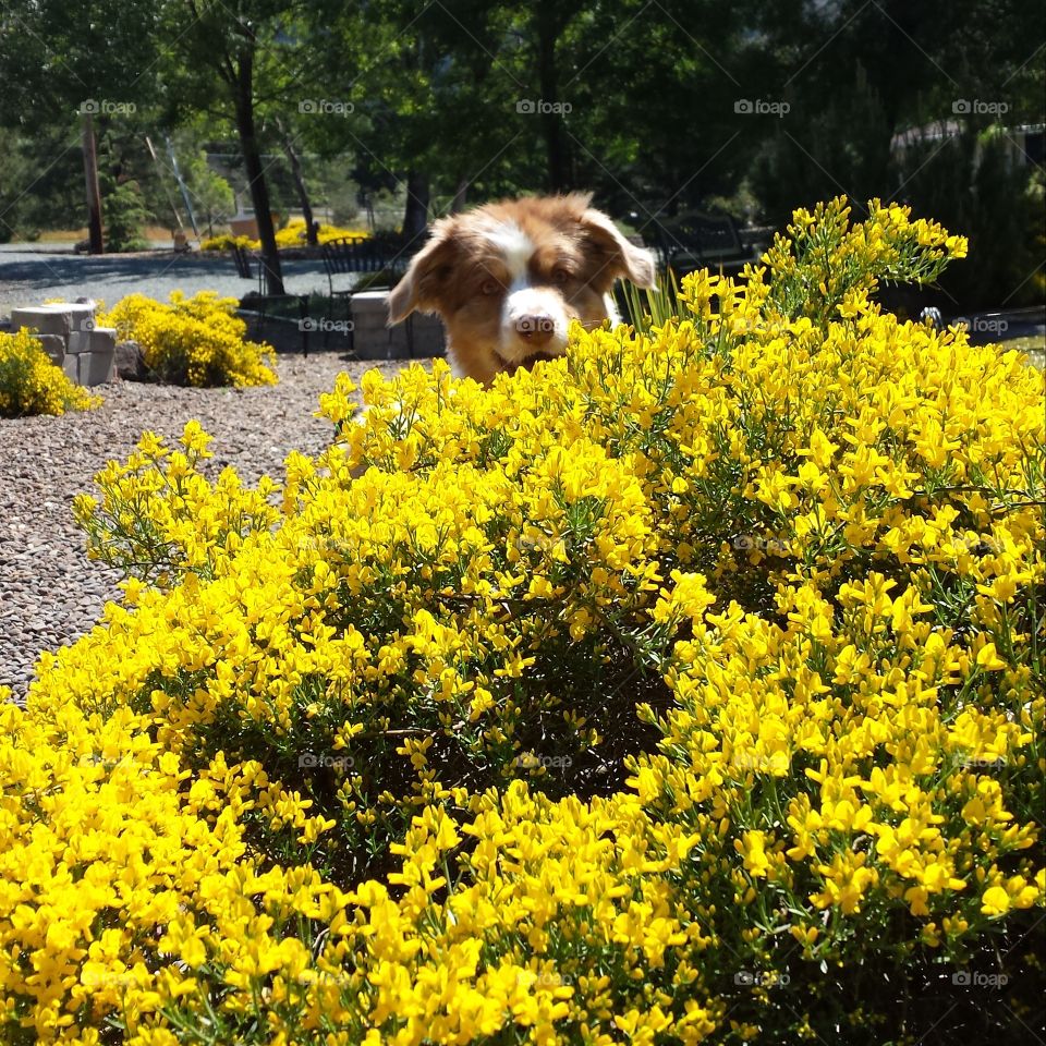 Dog looking behind yellow plant