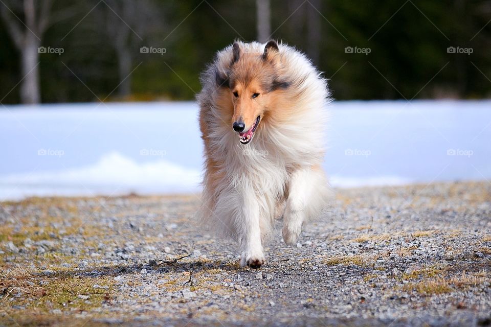 Running rough collie