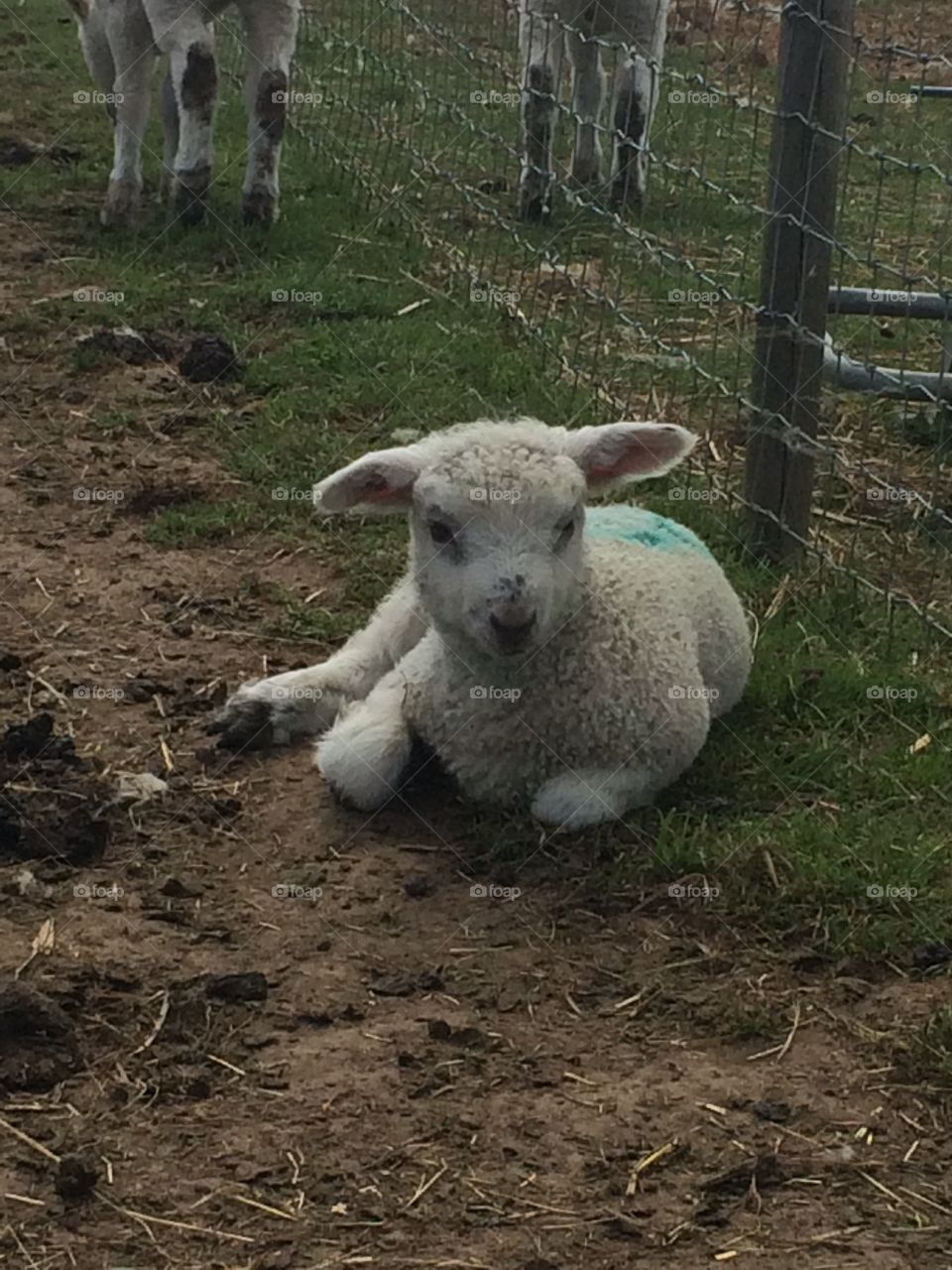 Little Lamb. Lamb, Norfolk England 