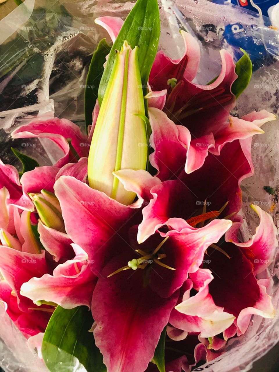 flowers that are blooming but some are not blooming or budding