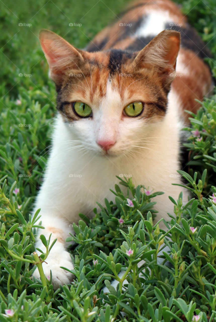 Beautiful Cat Green Eyes