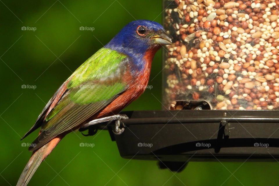 Nature’s own color display on a delicate Painted Bunting