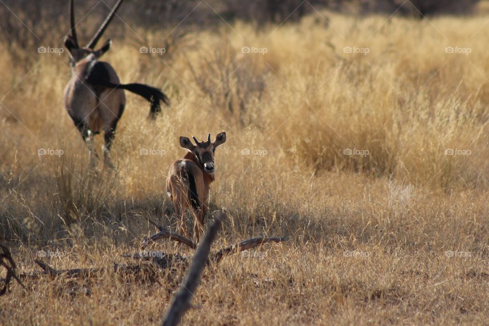 Caught a snap of this baby Gemsbok just before running off with its mother in the Kalahari desert not far from the Botswana border 