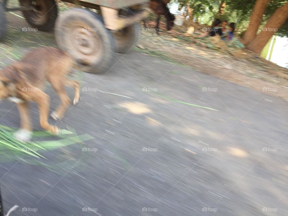 A dog is running quickly 