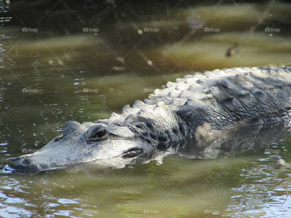 Alligator at Everglades - Miami