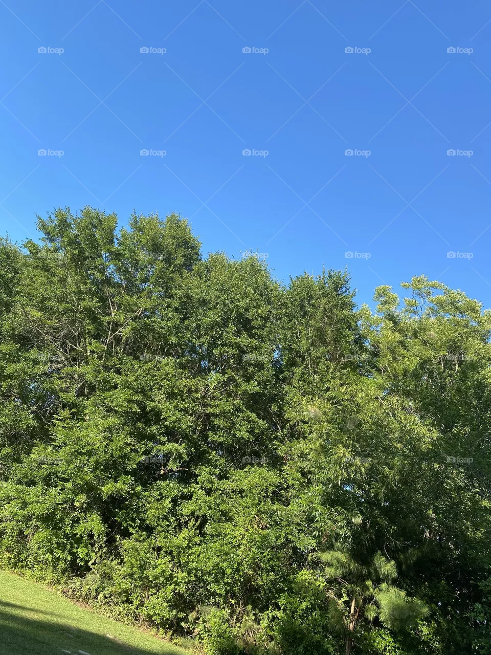 Trees 