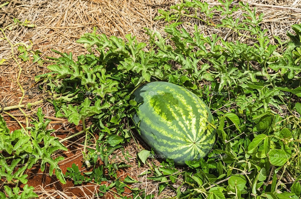 Watermelon In Garden