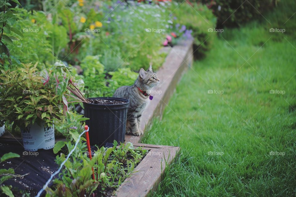 A cute fluffy kitten in the garden