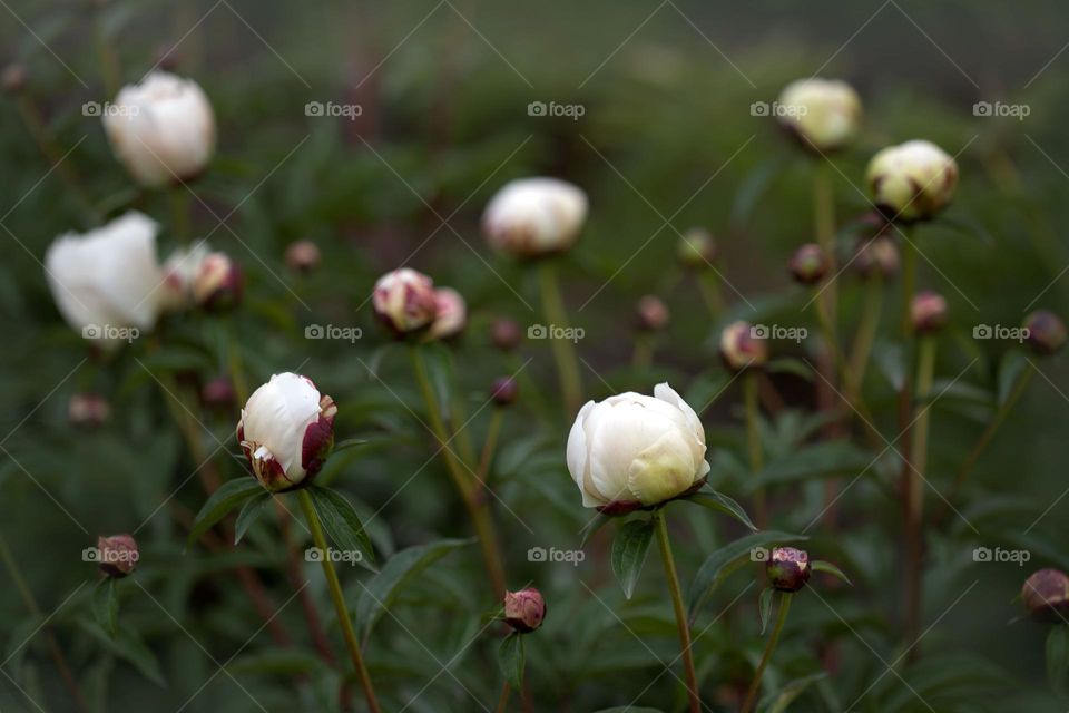 Field of peonies, delicate buds, white on a green background.

￼

￼