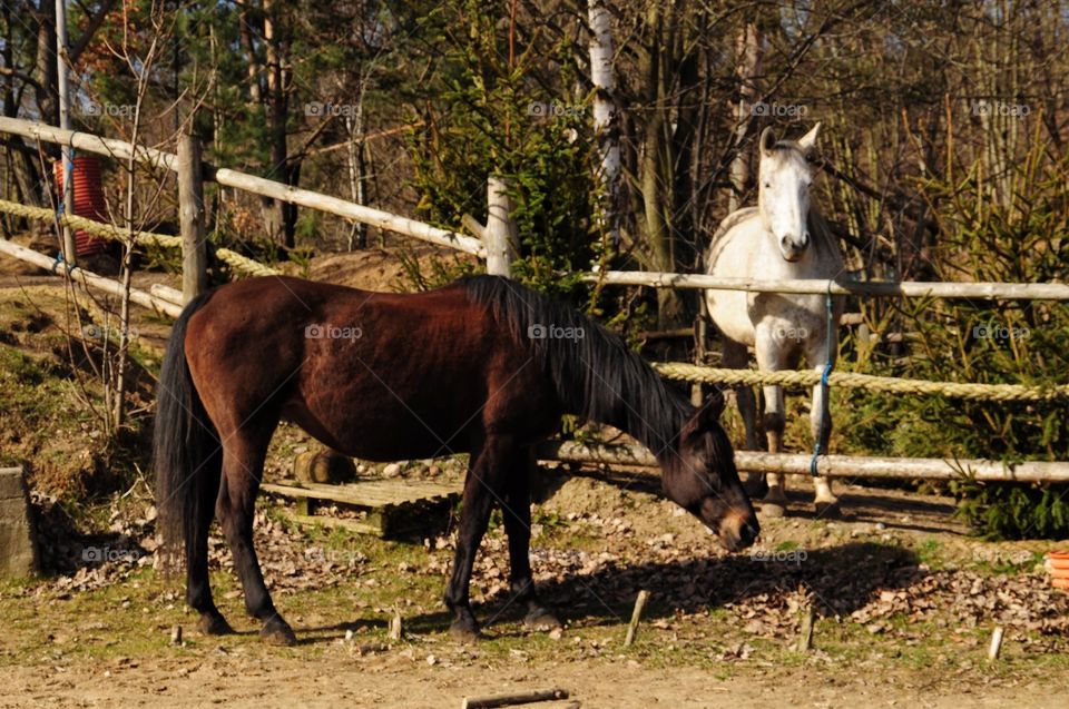 beautiful horses on the farm