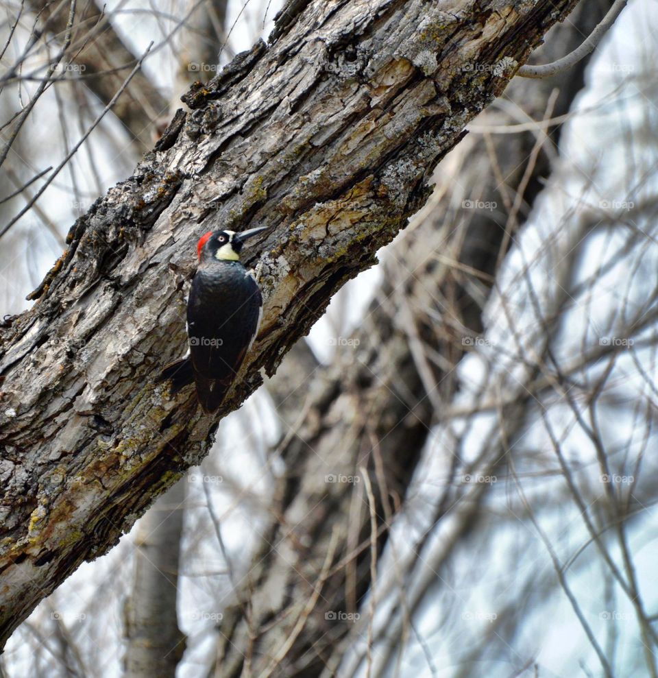 bird watching of a woodpecker on a tree