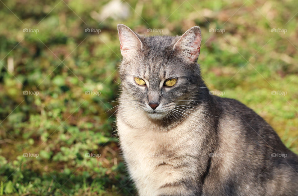 Portrait of a yellow eyed cat in the garden