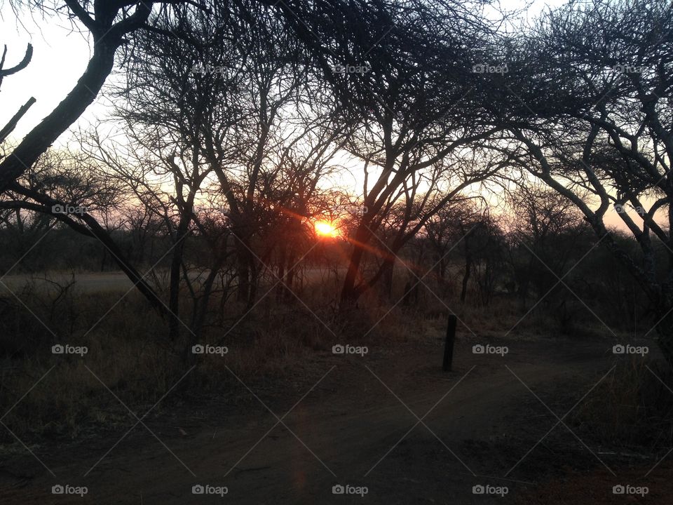 Setting Sun. Watching the sun set behind the trees in Sondela Nature Reserve, Limpopo province.