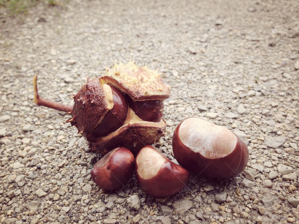 Chestnut 2