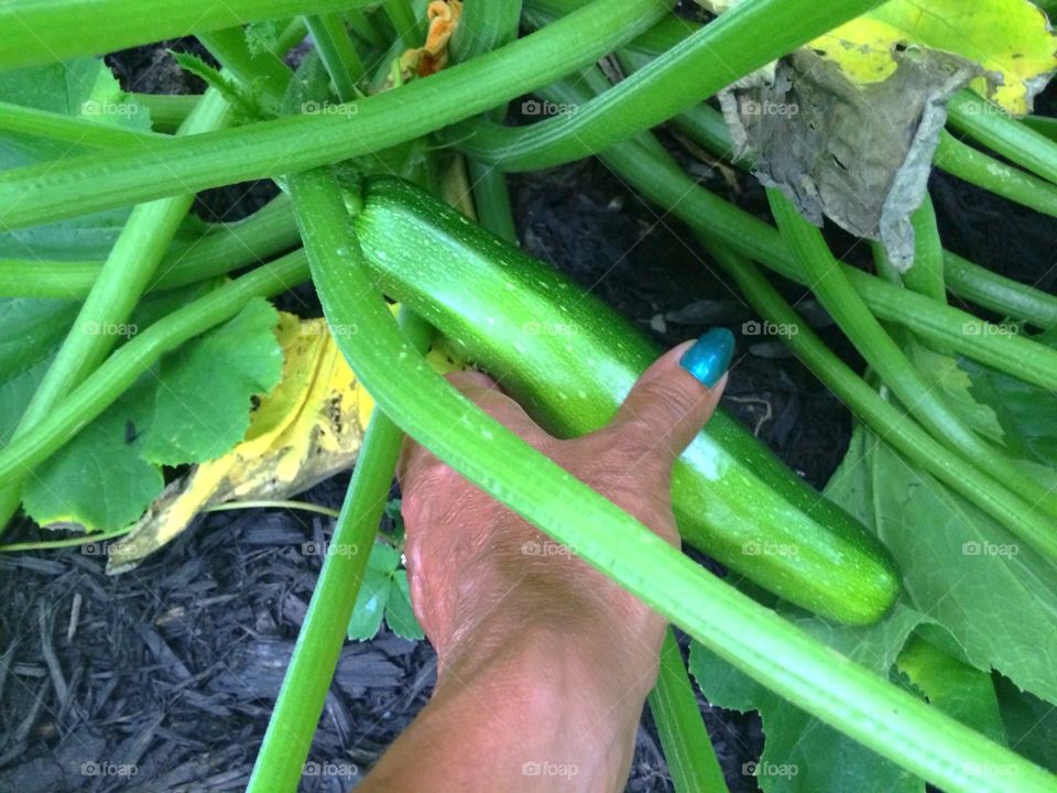 
Zucchini 
Ready to pick! Freshness!!
