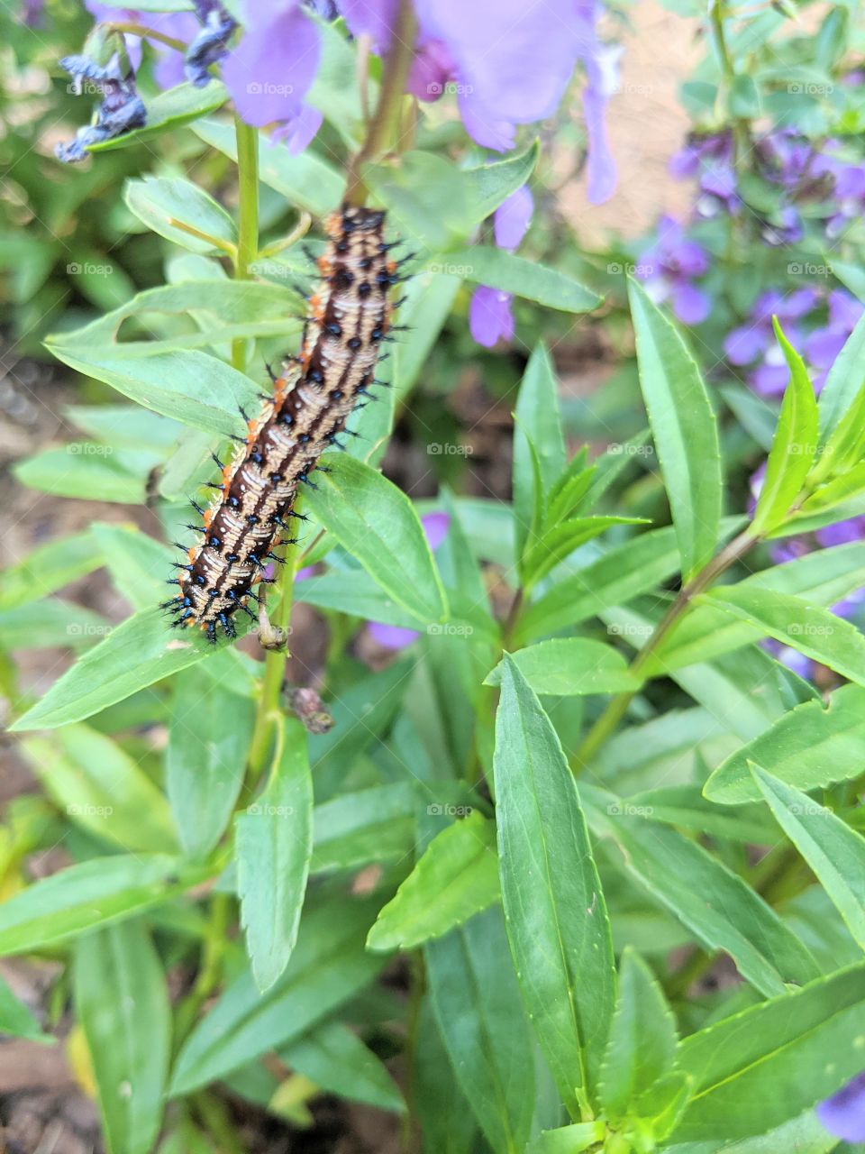 resting caterpillar