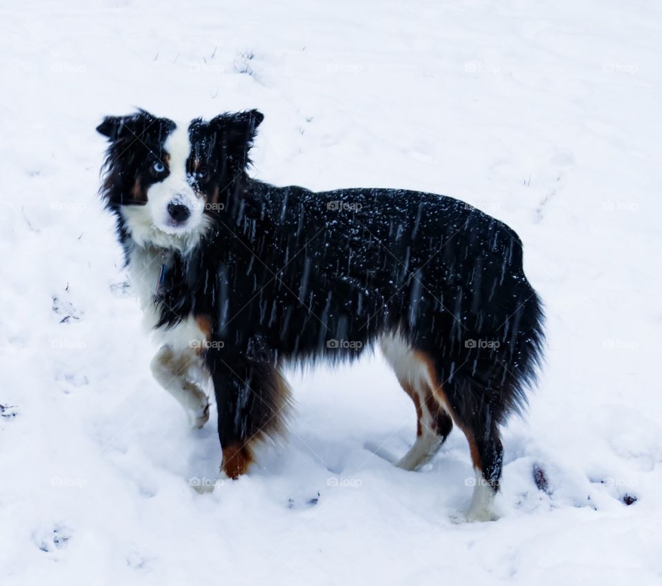 Snow Dog