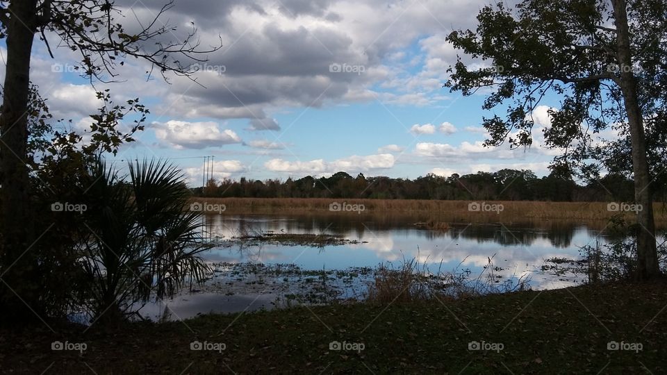 Tree, Landscape, Lake, Reflection, Water