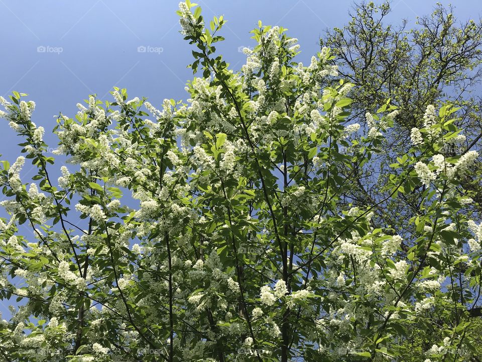 Lilac, spring