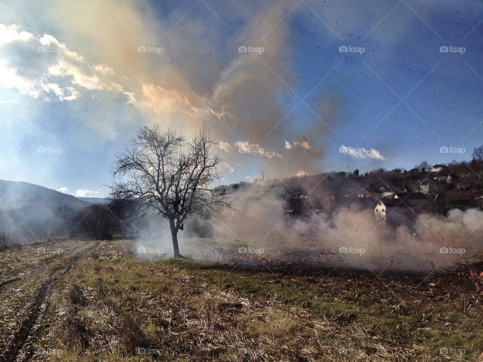 tree in smog