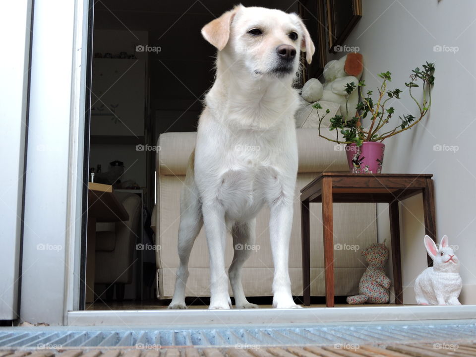Dog standing in the door opening 