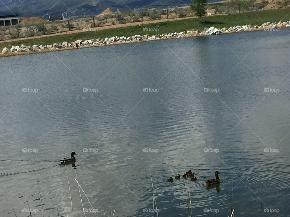Baby Ducks and Mommy Ducks in Oquirrh Lake, South Jordan, Utah. In Daybreak. Copyright © CM Photography. May 2019. 