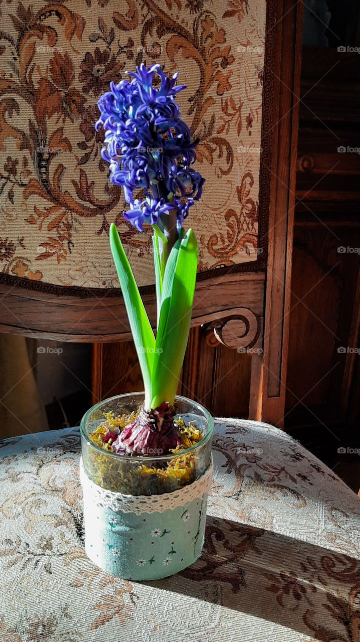 dark blue hyacint flowers in a glass pot  illuminated by sunshine