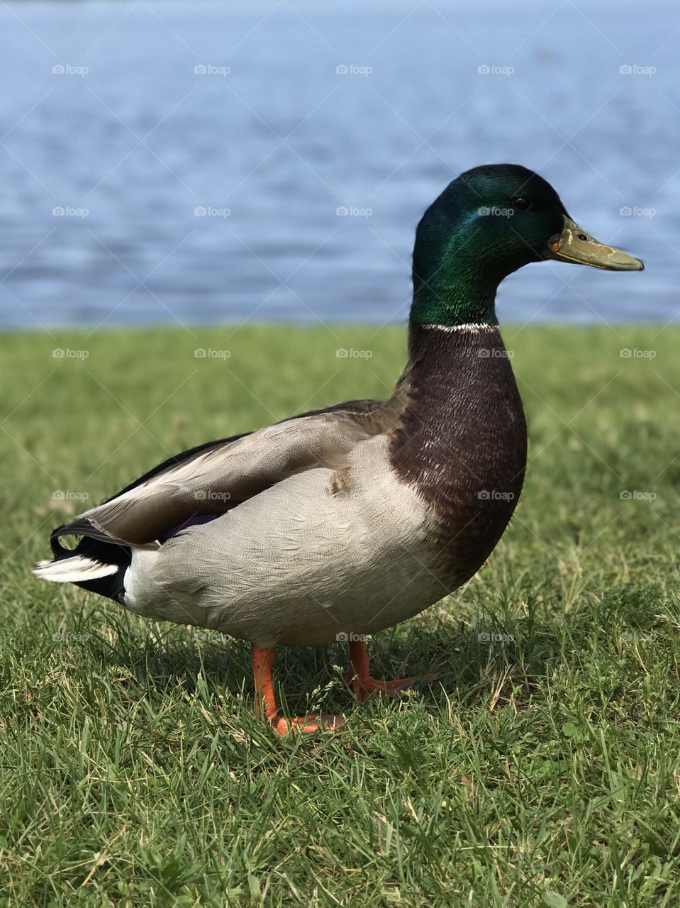 Male Mallard Duck
