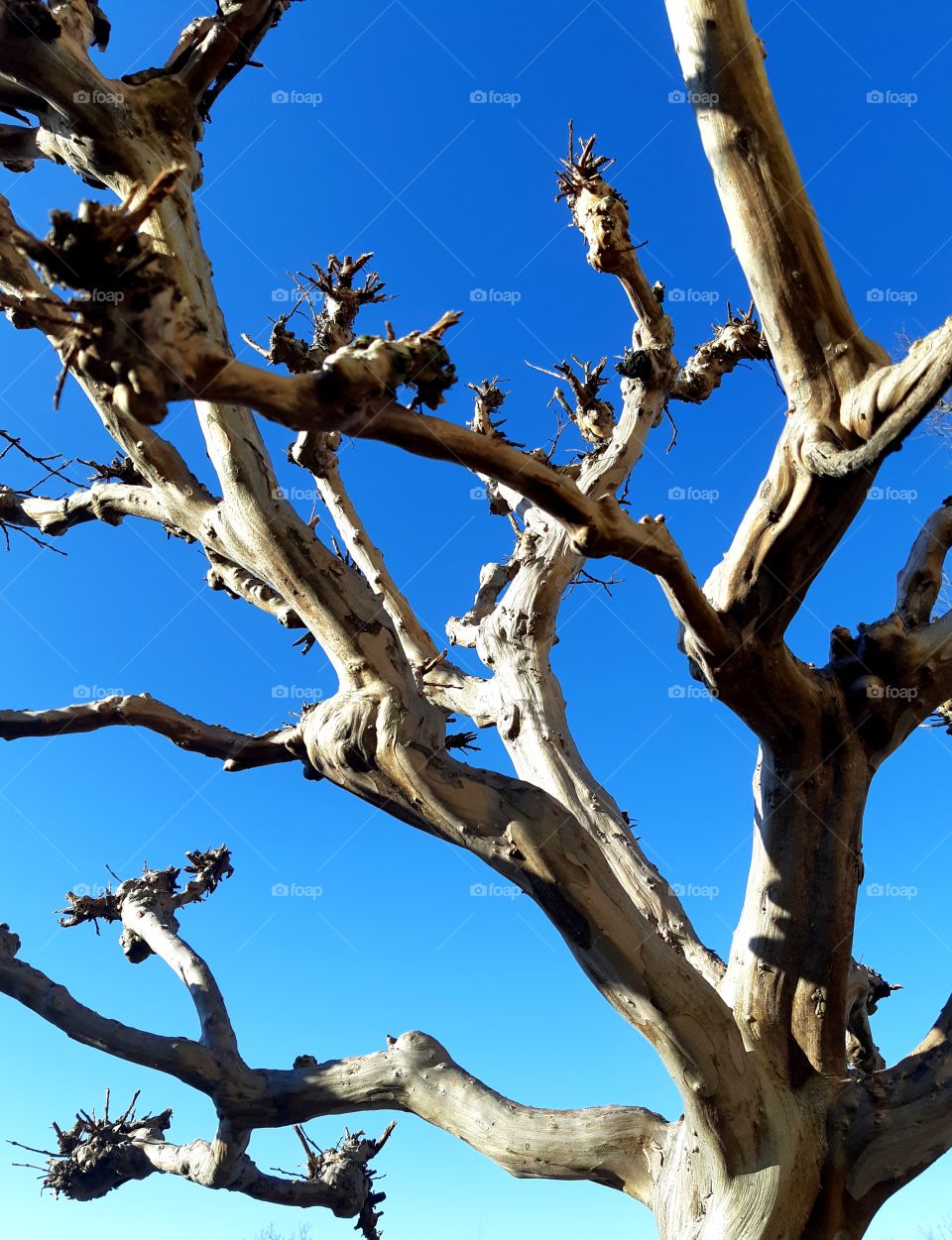 Blue Sky With Branches