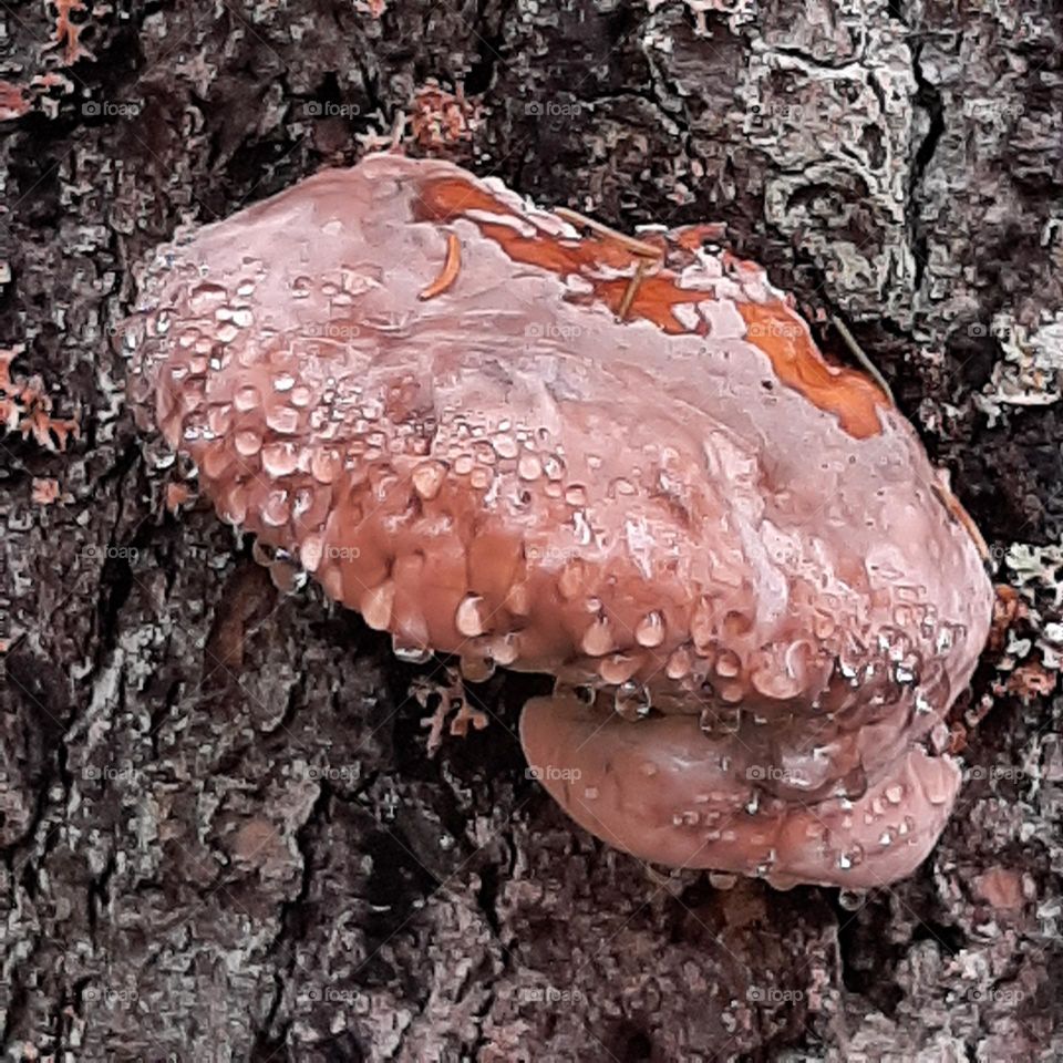 reishi