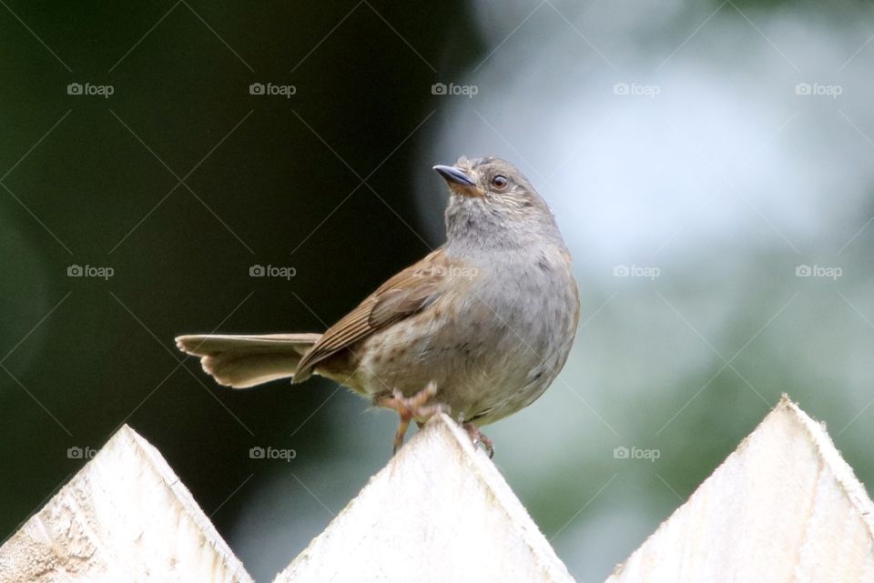 Dunnock