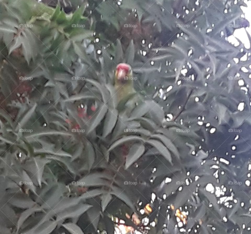 felt like I was in the Amazon....wild parrots in san diego