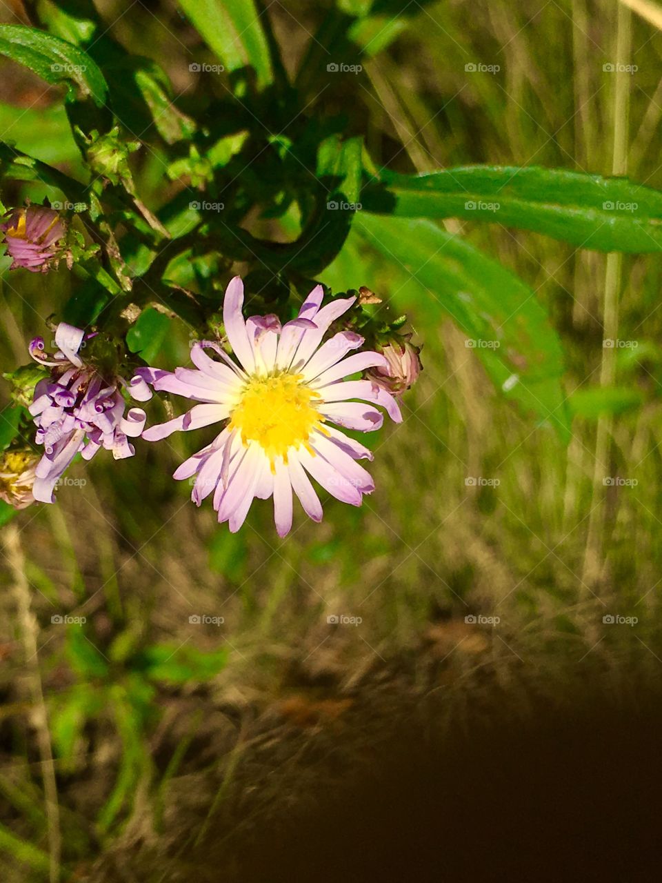 Wild aster