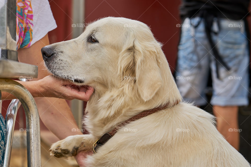 Golden Retriever portrait