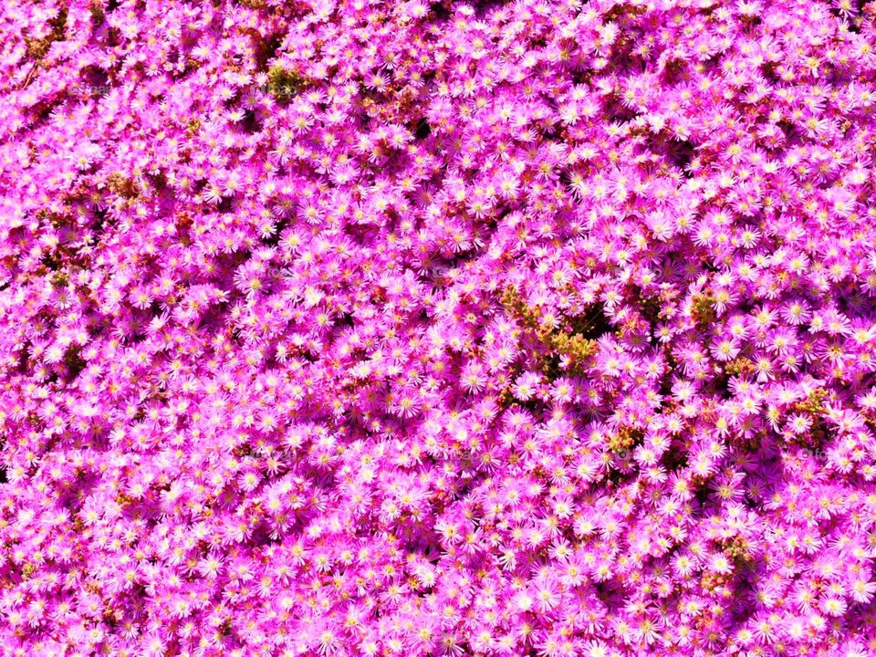pink wall of flowers