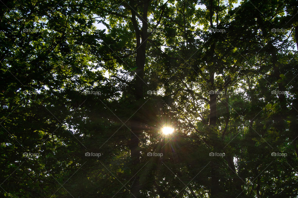sun shining through trees