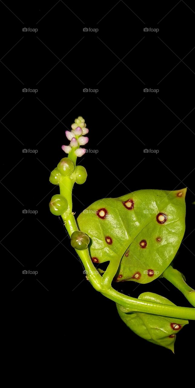 Malabar spinach Vegetable Seeds