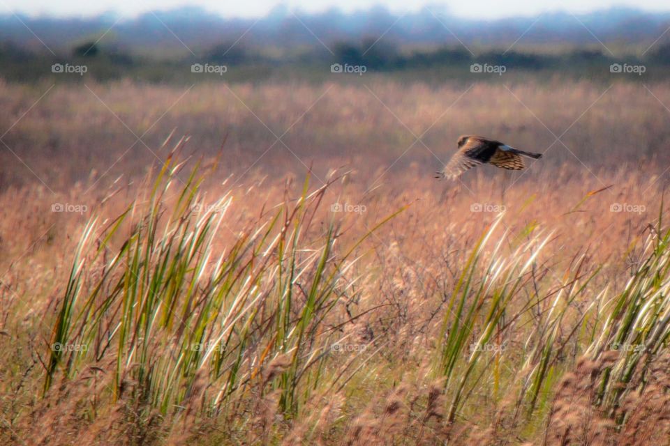 Red shouldered hawk flying over marshland in late afternoon light