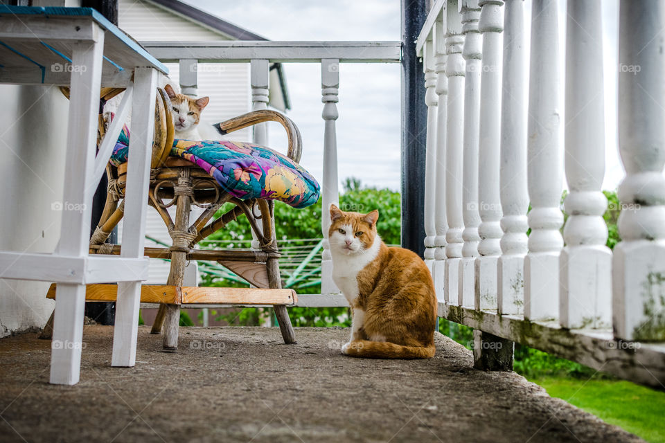 Cats meet for a feline gossip on the front porch