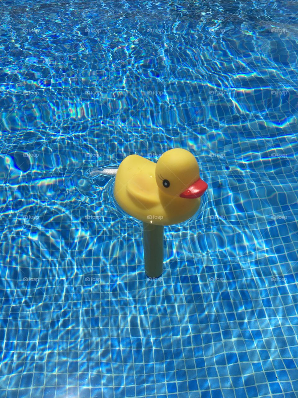 Yellow duck