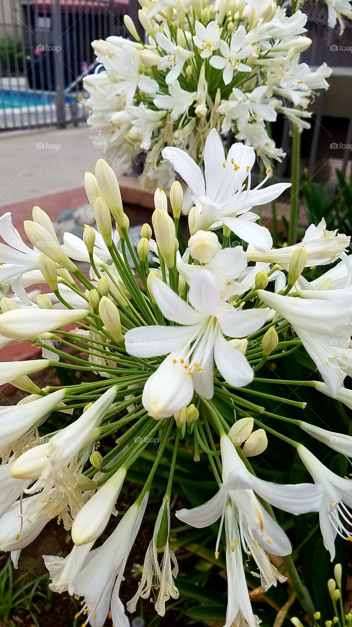 pretty white flowers