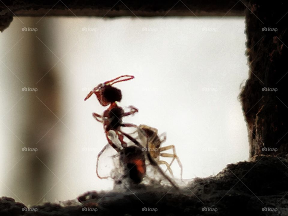 Ant & spider