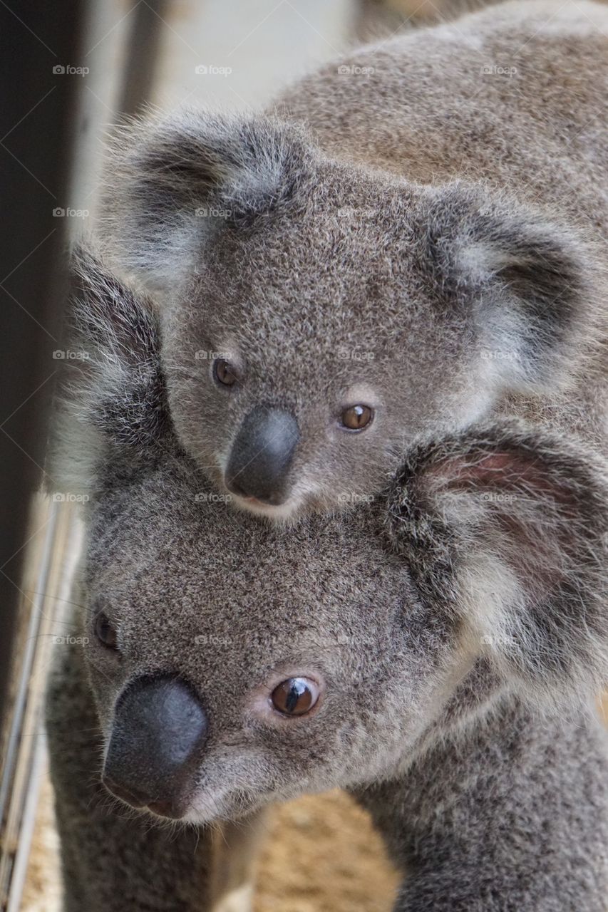 Close-up of koala with young animal