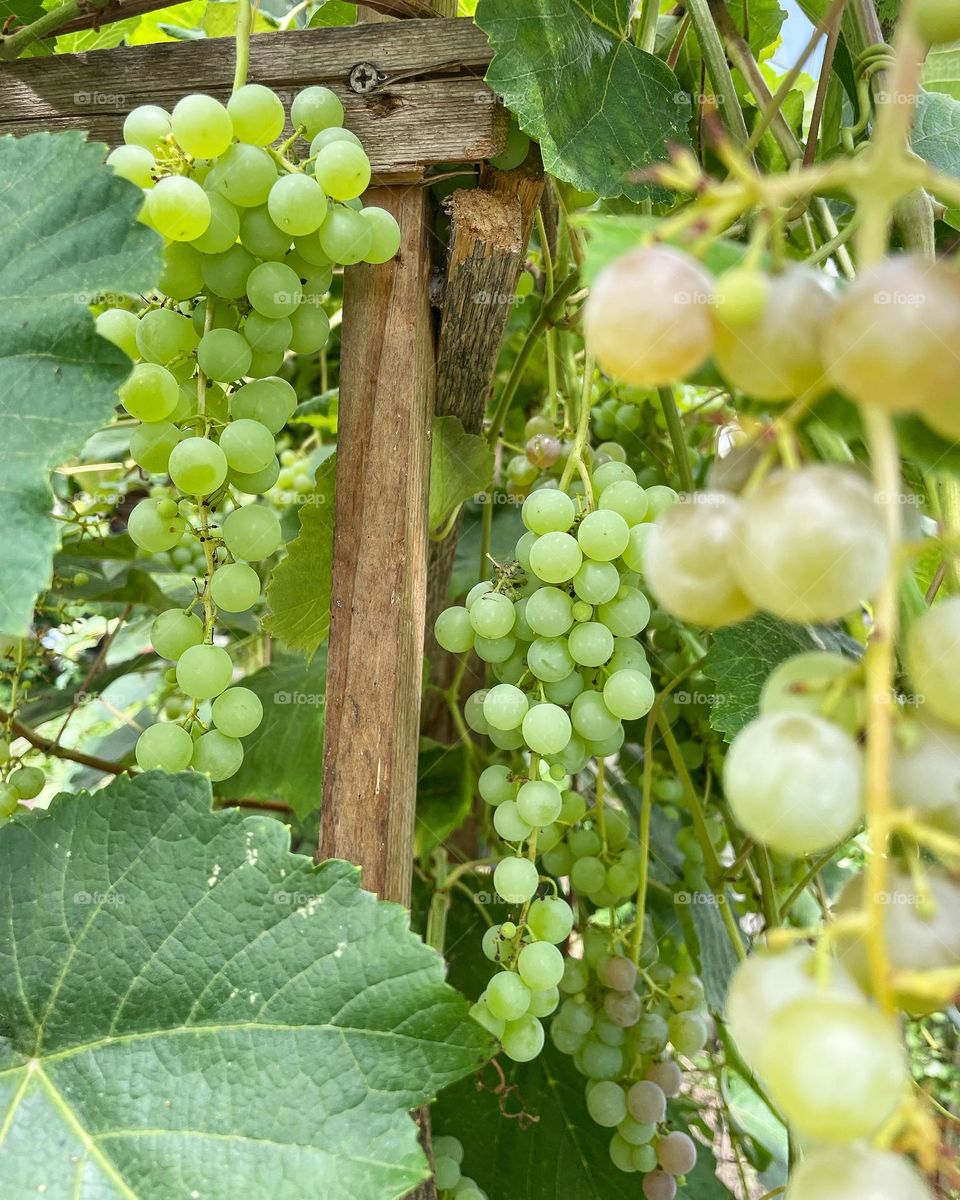 Grapes in the Greenhouse 💕