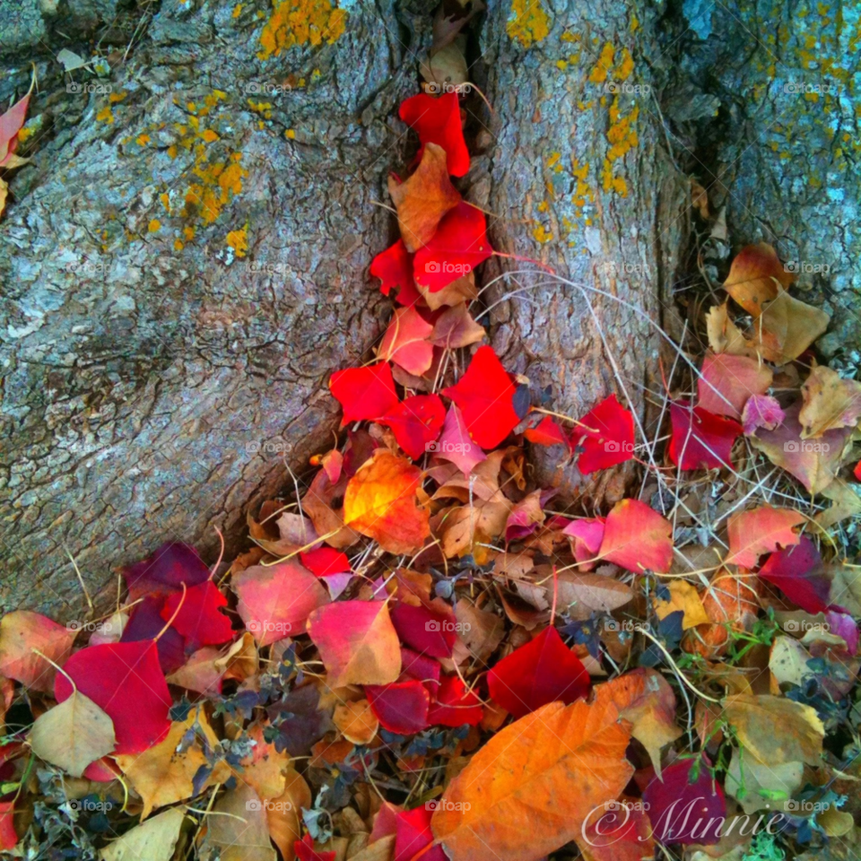 color tree leaves autumn by minnie_