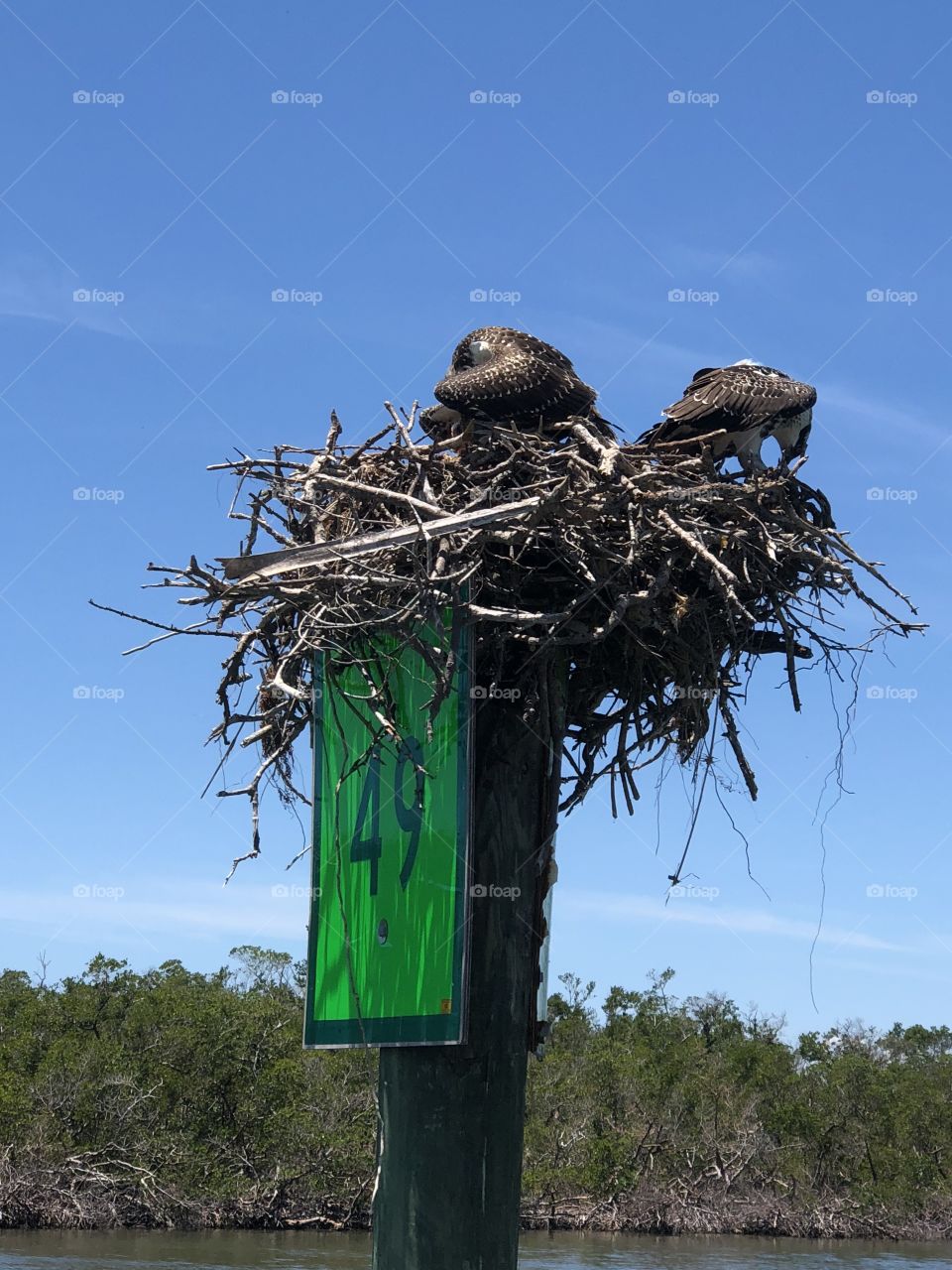 Osprey nest