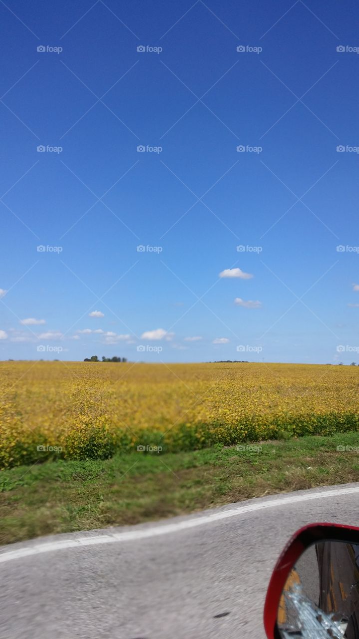 soybean field in fall