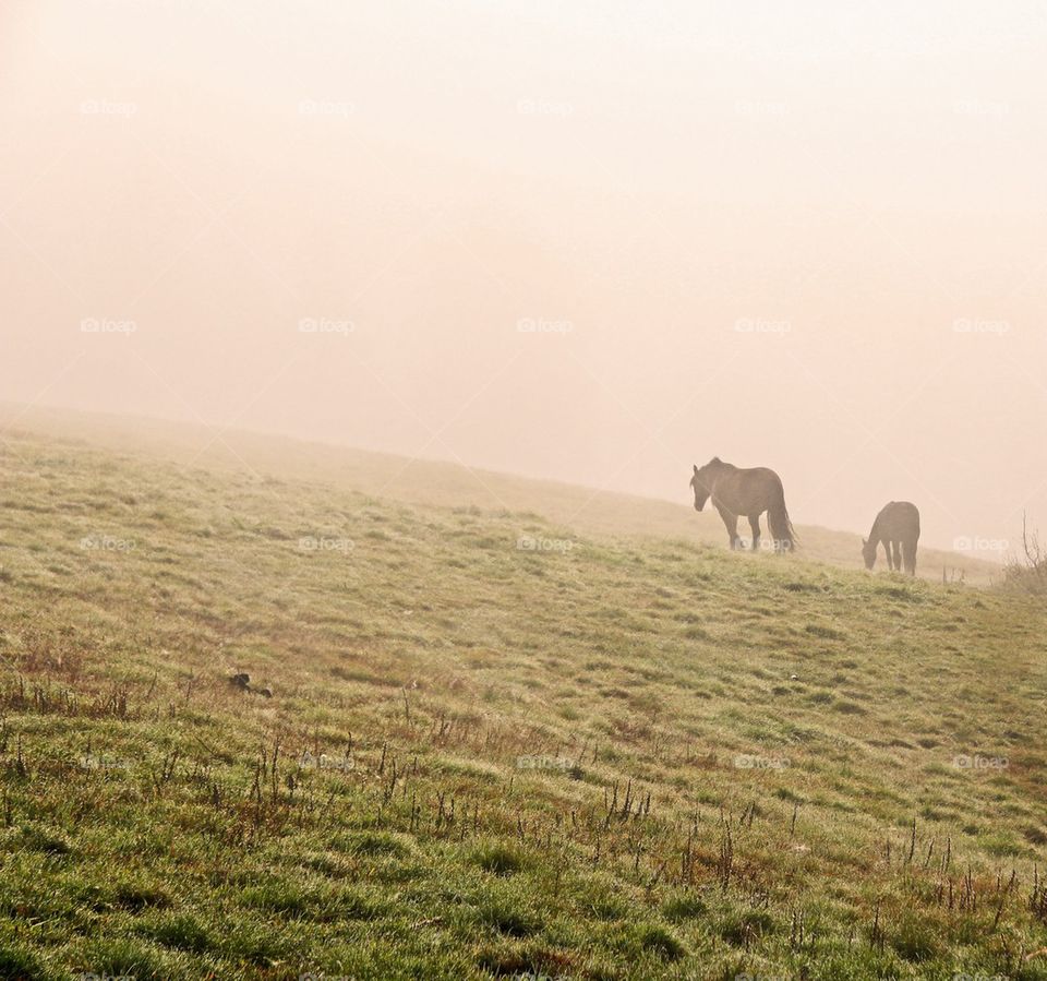 Horses in fog