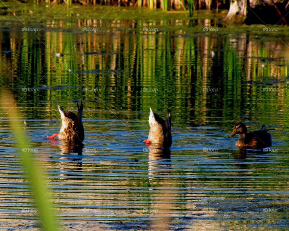 nature feet duck two by miowan